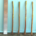 Plum Tree Rootstock Cutting, Semi-Dwarf, No Root, for Scion-Wood Grafting, Prunus domestica