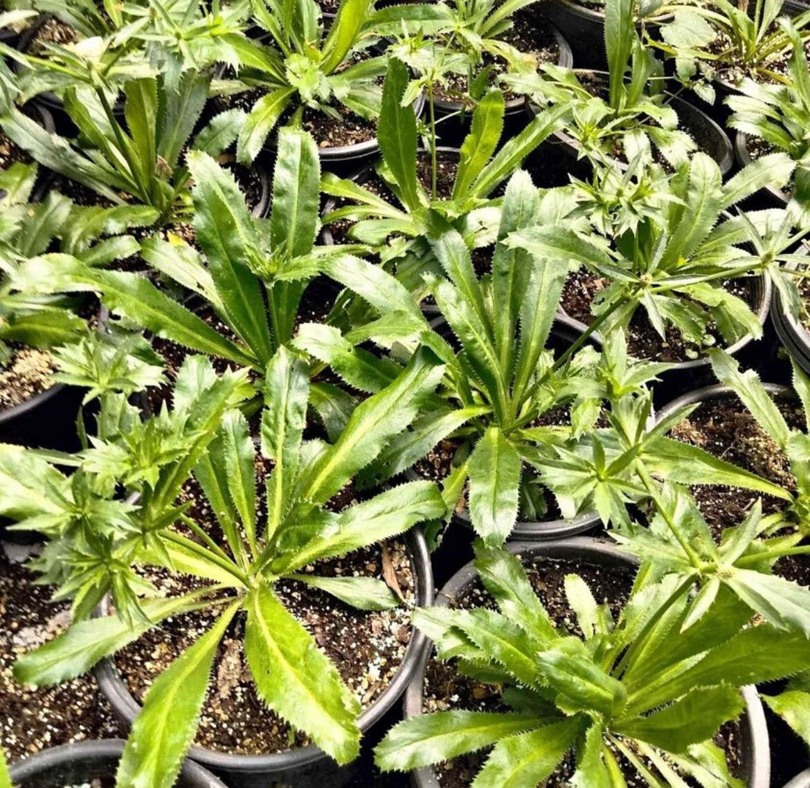 Culantro Seeds - 200+ Seeds, Mexican Coriander, CULANTRO RECAO - Buy 2 Get 1 Free (Add 3 to Cart)