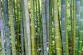 50 Bamboo Seeds Phyllostachys edulis Clumping Privacy Screen for Garden Shade and Landscaping