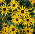 Black Eyed Susan Seeds 4000+ Perennial Rudbeckia hirta Butterfly Flower