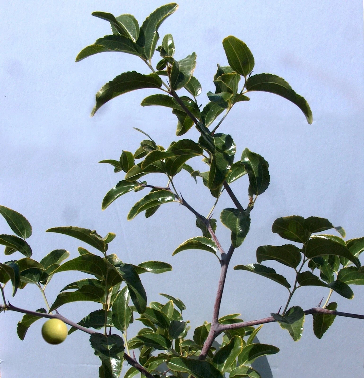 Sugar Cane Jujube Tree Cutting 8" Thin Graft Scion (No Root) - Ziziphus jujuba, Variety T606A