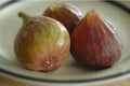 Ficus Carica 'Celeste' Fig Live Plant Cuttings – Set of Three, Fruit-Bearing, Organic, Healthy, Deciduous Shrubs