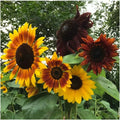 Autumn Beauty Sunflower Seeds - 50+ Non-GMO Organic Seeds - Helianthus annuus - Fresh Garden Planting