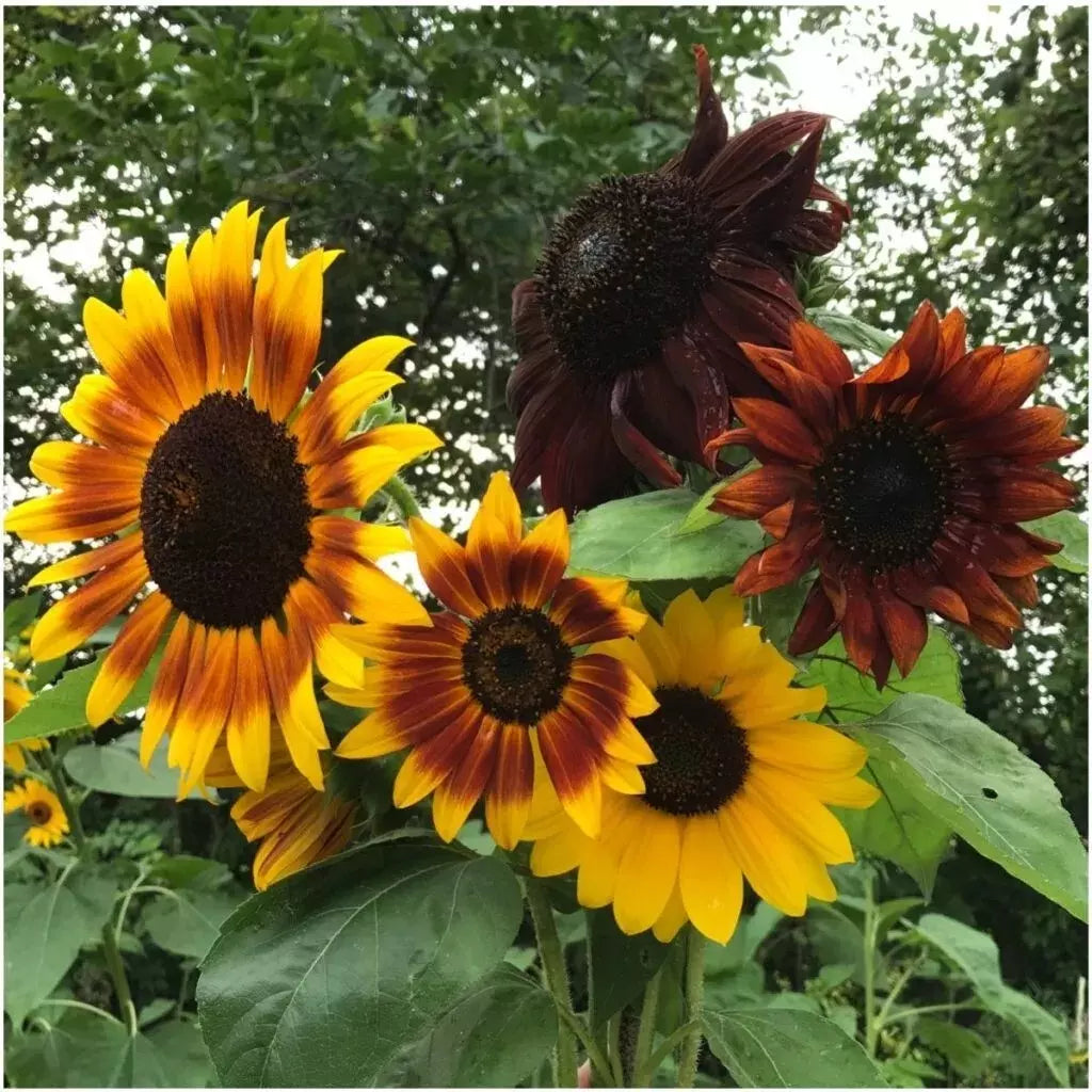 Autumn Beauty Sunflower Seeds - 50+ Non-GMO Organic Seeds - Helianthus annuus - Fresh Garden Planting