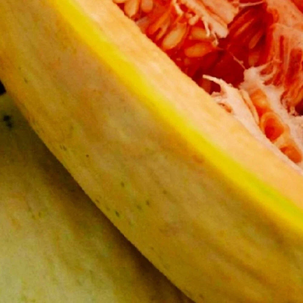 Banana Melon Seeds | NON-GMO Heirloom Cucumis melo | Sweet Tropical Fruit Seeds for Garden, Container & Raised Beds