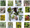 Assorted Succulent Cuttings - 11 Varieties for DIY Arrangements & Home Decor - Succulent Clippings - Various Species
