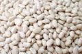 Navy Bean Seeds - 50 Count White Kidney Beans for Planting - Phaseolus vulgaris