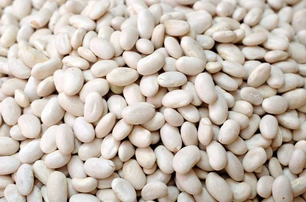 Navy Bean Seeds - 50 Count White Kidney Beans for Planting - Phaseolus vulgaris