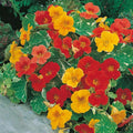 Nasturtium Seeds - Alaska Mix Edible Flowers & Leaves - Tropaeolum majus - Non-GMO, Heirloom, Vibrant Colors