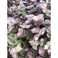 Vibrant Tradescantia Pink Lady Cuttings - 10 Rooted Cuttings for Easy Care House or Office - Tradescantia albiflora