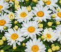 Shasta Daisy Flower Seeds 500+ Perennial White Blooms Leucanthemum superbum Bee Butterfly Friendly