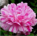 Double Light Pink White Moss Rose Seeds - 100 Perennial Flower Seeds - Portulaca grandiflora - USA Seller