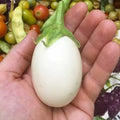 Organic White Eggplant Seeds – Heirloom, Non-GMO, Solanum melongena, 50+ Seeds for Home Gardening