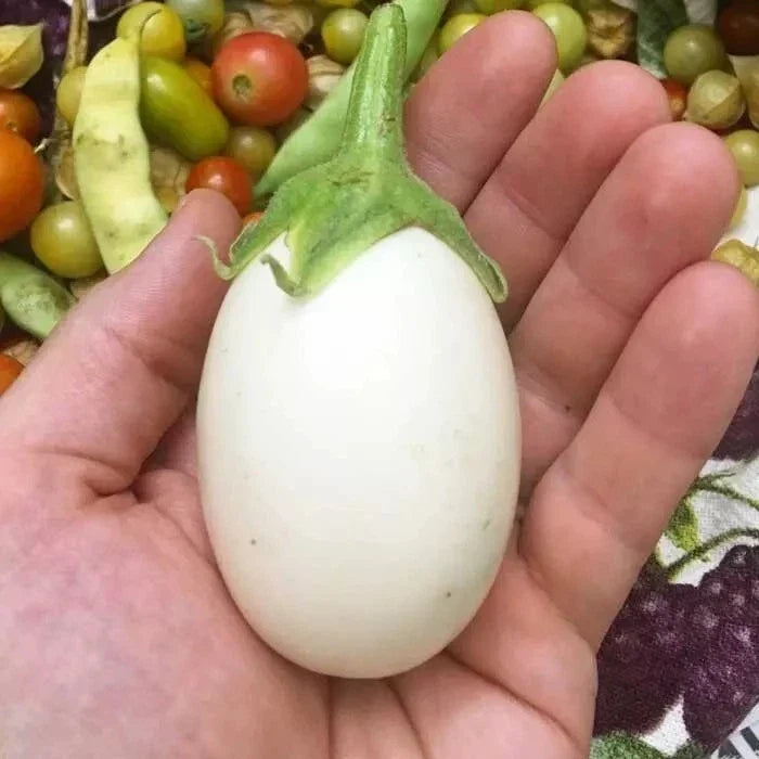 Organic White Eggplant Seeds – Heirloom, Non-GMO, Solanum melongena, 50+ Seeds for Home Gardening