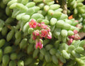 Unrooted 4" Donkey Tail Succulent Cutting Sedum Morganianum Hanging Plant for Indoor Decor