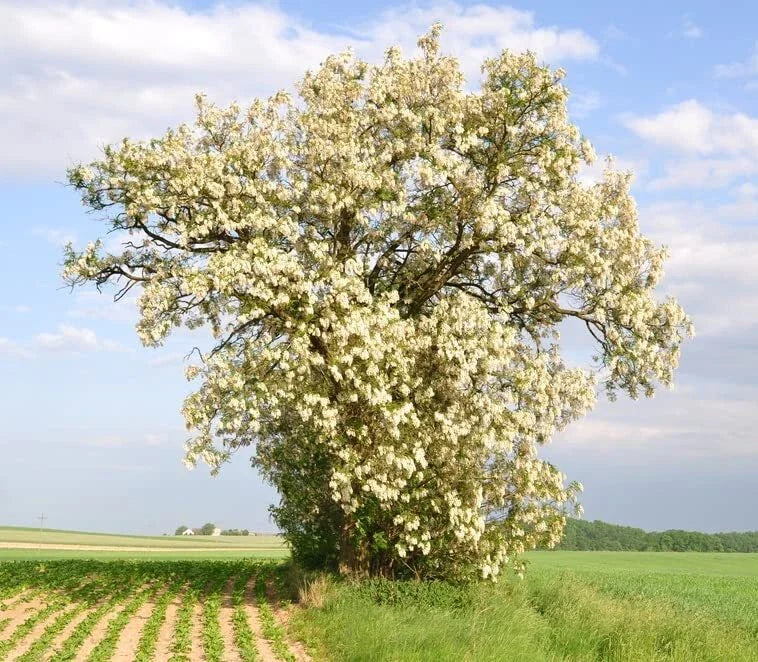 Black Locust Tree Seeds - 50 Pack for Planting - Robinia pseudoacacia