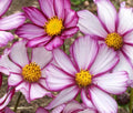 Cosmos Candy Stripe Seeds - 175 Annual Flower Seeds for Borders & Containers - Cosmos bipinnatus - Vibrant Pink & White Stripes