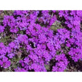 Moss Verbena Seeds - 100 Fresh Verbena tenuisecta Seeds for Garden