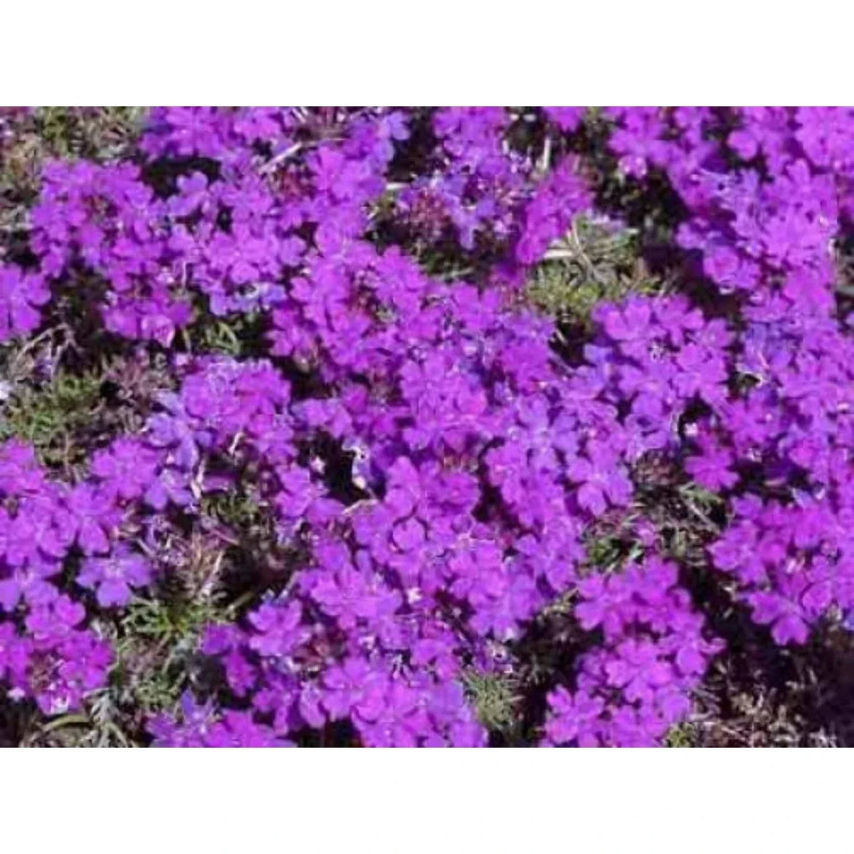 Moss Verbena Seeds - 100 Fresh Verbena tenuisecta Seeds for Garden