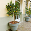 Meyer Lemon Tree - 8-14" Live Citrus Plant in 10" Pot - Citrus × meyeri