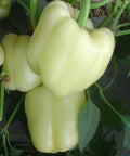 White Bell Pepper Seeds - 30+ Rare Sweet Culinary Capsicum annuum for Garden, Container, Edible Plant