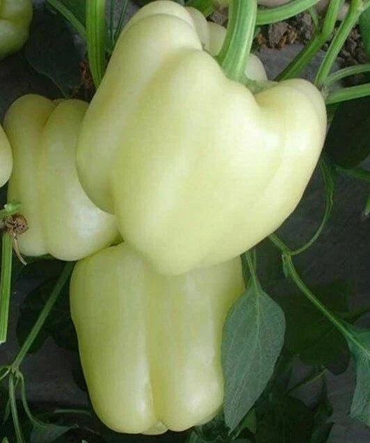 White Bell Pepper Seeds - 30+ Rare Sweet Culinary Capsicum annuum for Garden, Container, Edible Plant