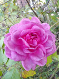 Rose Cuttings 4"-6" Lavender Crush | Fragrant Edible Jelly & Drink | Rosa spp.