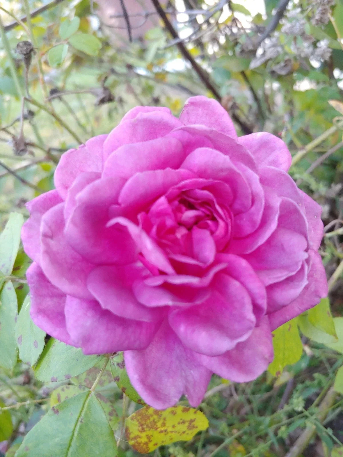 Rose Cuttings 4"-6" Lavender Crush | Fragrant Edible Jelly & Drink | Rosa spp.