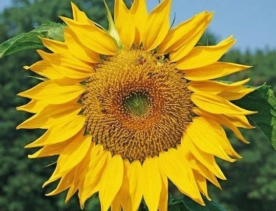 Dwarf Sunflower Seeds - 30+ Shorty Helianthus annuus Annual for Small Gardens, Containers, Bees Friendly
