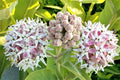 Showy Milkweed Seeds (50 Seeds) - Asclepias speciosa - Native Pollinator Plant, Butterfly Attractor, Wildlife Friendly