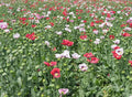 Mixed Colors Poppy Seeds - Large Pods, Non-GMO Papaver somniferum, 1000 Seeds for Gardens & Floral Arrangements