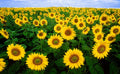 Autumn Beauty Sunflower Seeds - 100 Count Helianthus annuus for Colorful Garden Flowers
