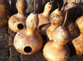 Heirloom Martin Birdhouse Gourd Seeds – Non-GMO, Pack of 50, Lagenaria siceraria, Attract Purple Martins, Garden Climbing Vine