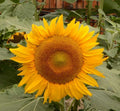 Dwarf Sunflower Seeds | 100 Non-GMO Helianthus annuus | 8-Inch Flowers | Bee-Friendly, Easy to Grow