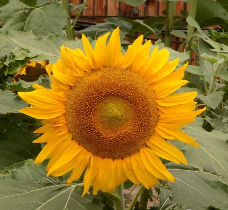 Dwarf Sunflower Seeds | 100 Non-GMO Helianthus annuus | 8-Inch Flowers | Bee-Friendly, Easy to Grow