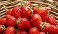 Sweet Strawberry Seeds - 150 Count, Fragaria × ananassa, Organic Edible Garden, Compact Growth, Full Sun, Home & Container Gardening