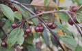 Royal Beauty Crabapple Seeds - 25+ Pack for Garden Planting - Malus 'Royal Beauty' - USA - Free Shipping