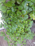 Swedish Ivy Cuttings (5) - Organic 4" Esquejes De Millonaria, Fast Growing Indoor/Porch Plant