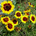 Coreopsis Seeds 300+ Dwarf Plains Yellow Flowers Annual Deer Resistant (Coreopsis tinctoria) USA Seller Free Shipping