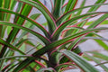Dracaena Spikes Seeds - 500 Count - Dracaena Sanderiana - Indoor & Outdoor Planting