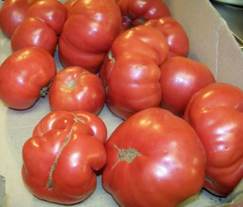 Heirloom Tomato Seeds - Manitoba Variety, Solanum lycopersicum, 38 Seeds, Fast-Growing, Juicy Red Tomatoes for Home Gardens