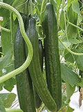 Cucumber Seeds 20+ Pack, Sweet Slice Burpless Hybrid Cucumis sativus, Home Garden, Salad, Snack