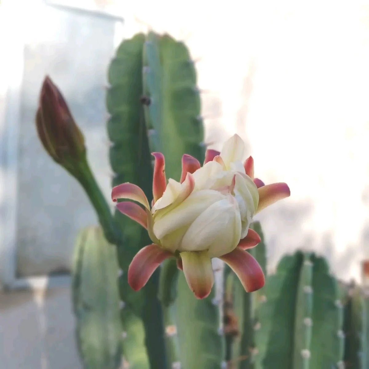 Cereus Peruvianus Cuttings (2) - Peruvian Apple Cactus 6-8 Inches Tall - Fast-Growing Succulent Plant