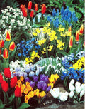 Spring Flower Garden Kit - Fall Bulbs for Planting - 50 Bulbs - Colorful Varieties - Perfect for Seasonal Blooms