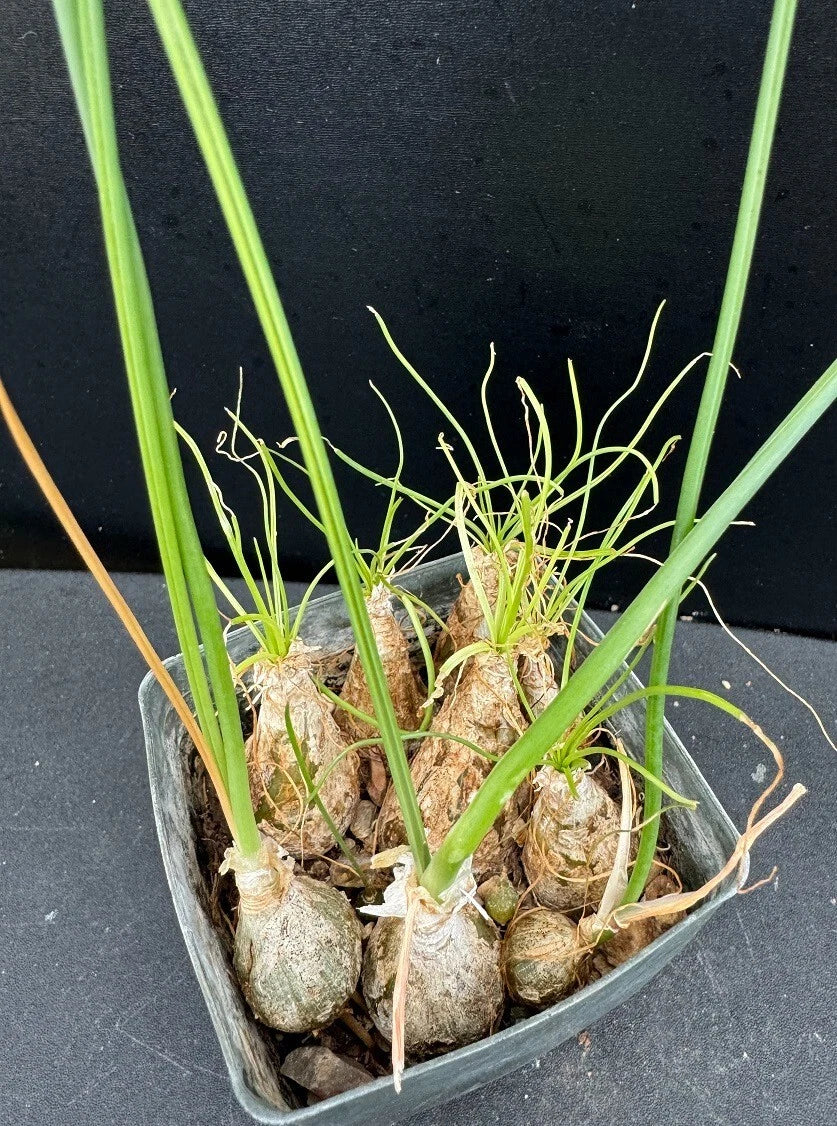 Albuca/Ornithogalum Cluster Succulent Plant - Rare Rooted Variety - 2.5" Pot - Unique Indoor Decor