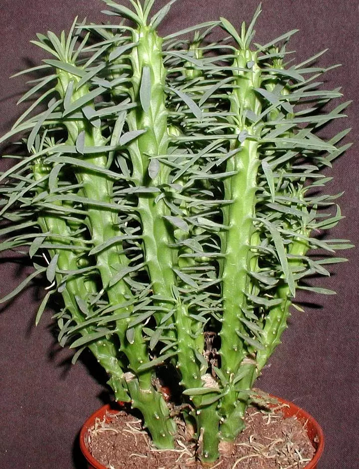 Euphorbia Loricata Cuttings - 4-Inch Succulent Plant Clippings - Rare Drought-Tolerant Garden Decor