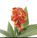 Canna Cannova Red Gold Flame Live Plant Plugs – Tropical Perennial Garden Planters – Canna indica