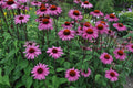 Purple Coneflower Seeds, Echinacea Purpurea, Butterfly and Hummingbird Attractant, Drought-Tolerant, Full Sun, Free Shipping