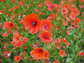 Shirley Poppy Seeds 1000 Count, Bright Red Flowers, Long-Lasting Blooms, Papaver rhoeas, Garden Flower Seeds