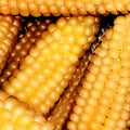 Popcorn Seeds - Heirloom Hulless Variety - Japanese Corn Seeds - Zea mays everta